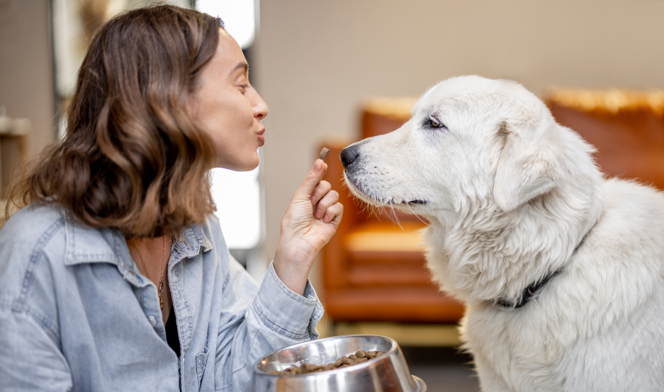 The bset choice of Dog Food for pet lovers