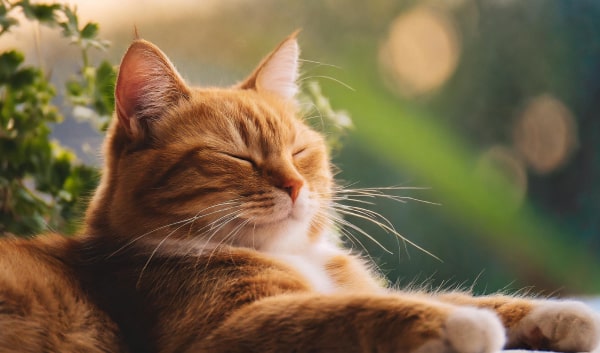 Understanding The Use of CBD for Pet Anxiety