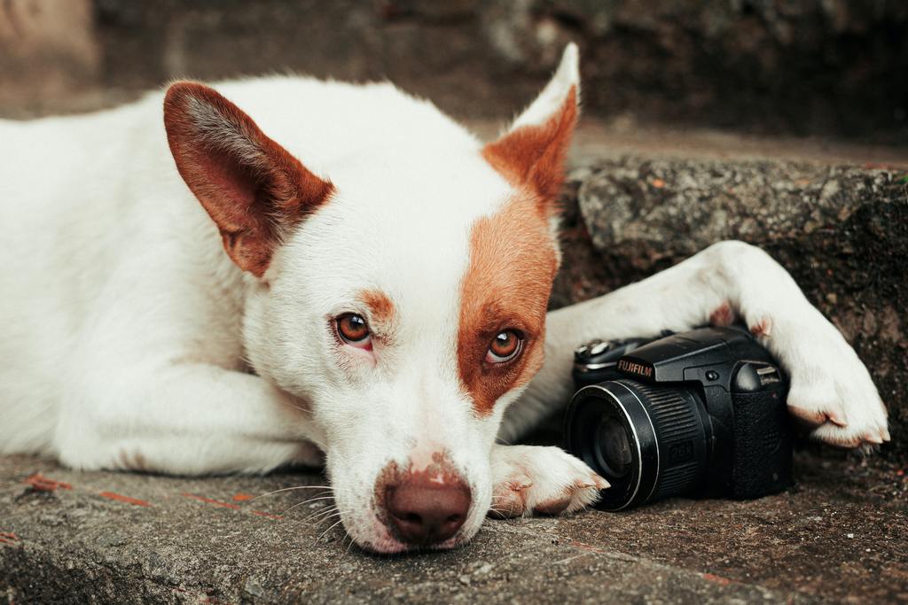 Dog Influencers to Follow