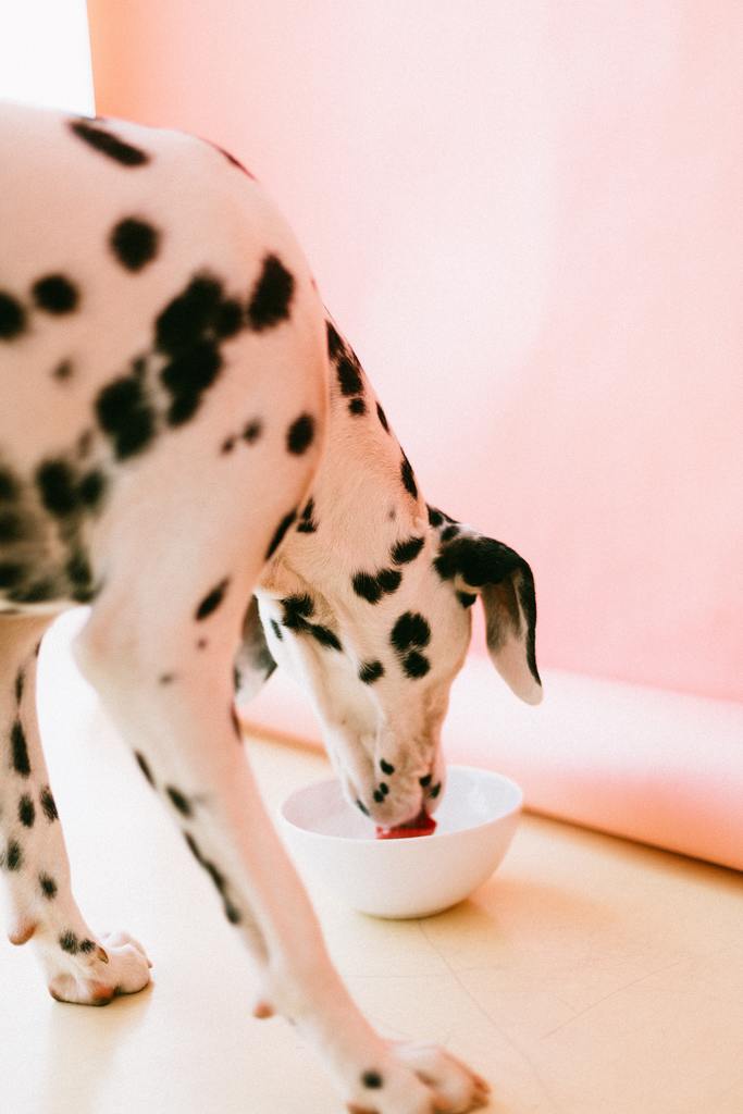 Best Dog Food for Weight Control