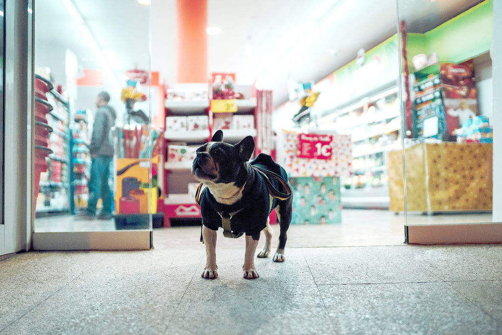 Austin’s Top DogFriendly Malls Healthy Pet Austin