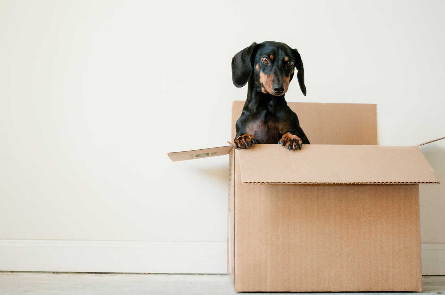 Helping Pets Adjust After a Move