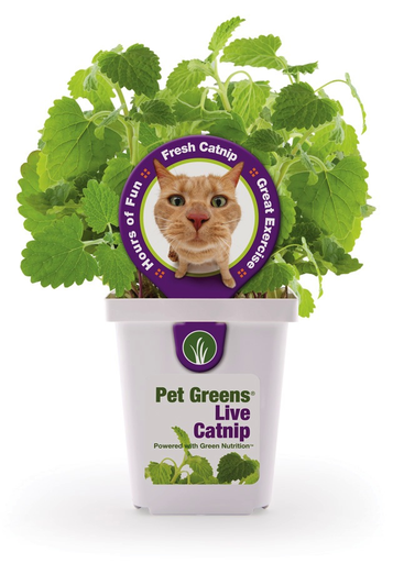 Catnip Live