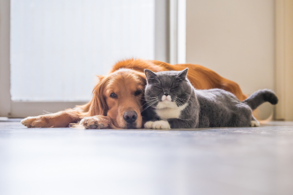 Follow These Steps If Your Pet Has an Anxiety Problem