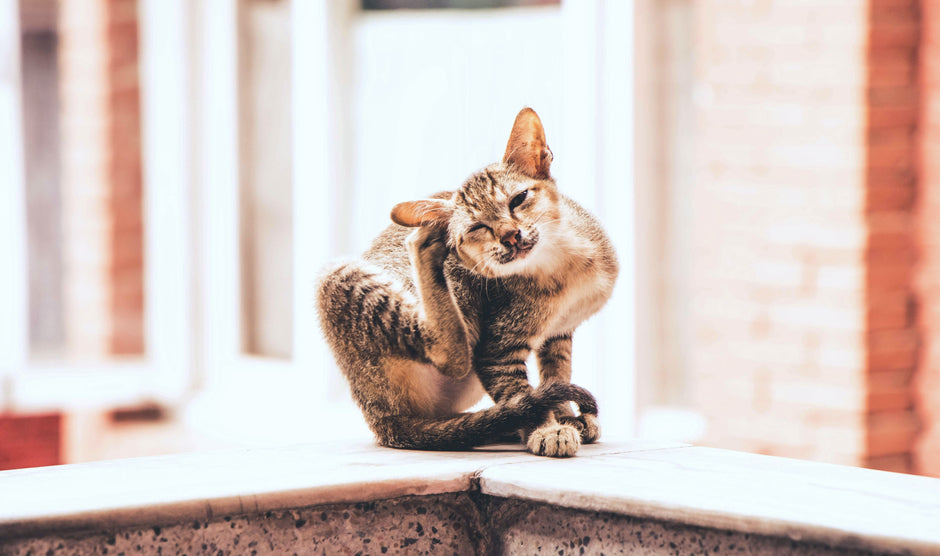 Essential Tips for Choosing the Best Flea Treatment for Pets