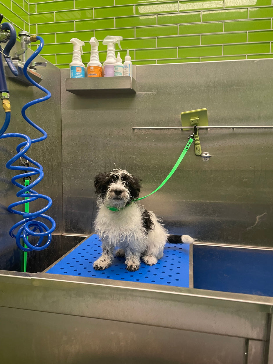 How Frequently to Bathe Your Outdoor Active Dog