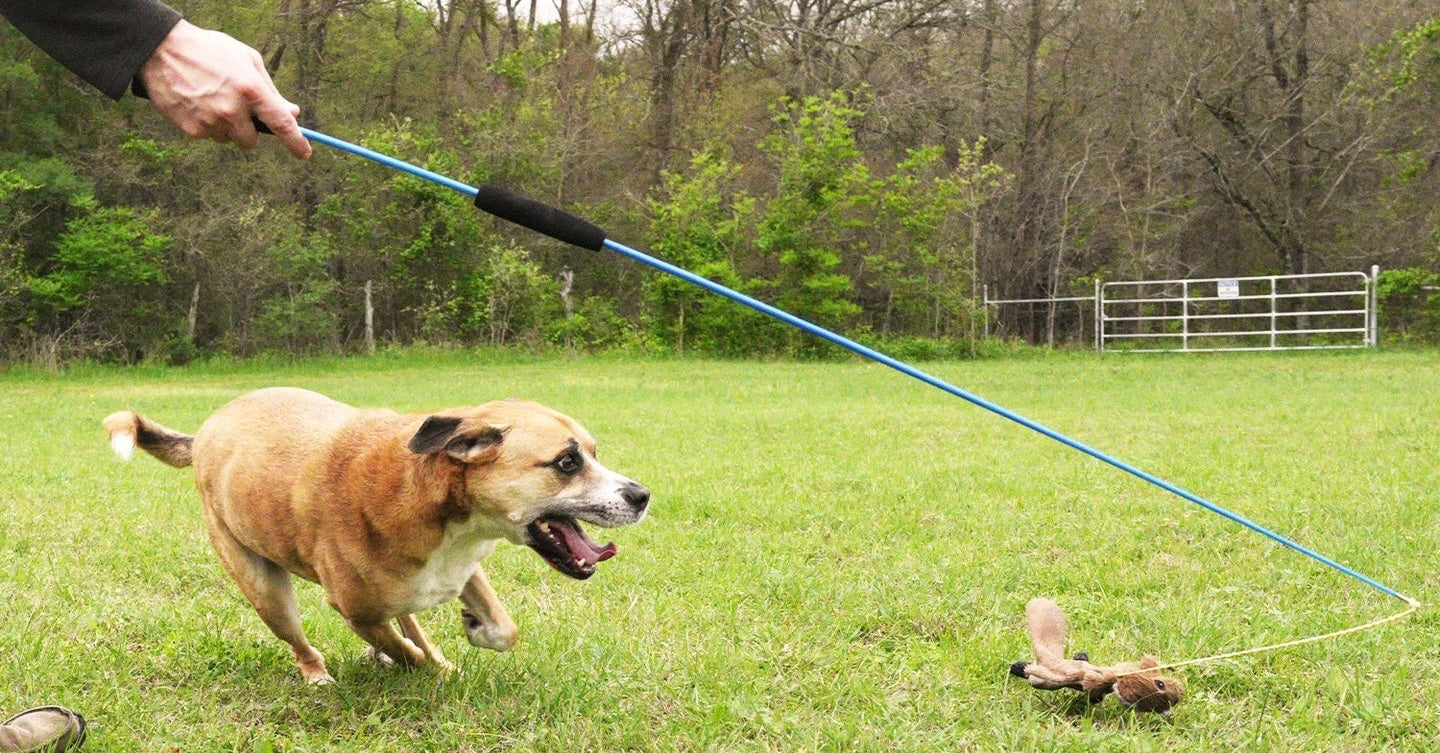 Using a Flirt Pole the Right Way: Structure, Safety, and Purposeful Play