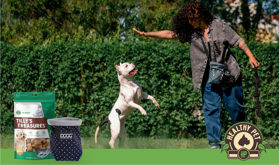 Dog Behavior Training: How to Tackle the Top 4 Problems