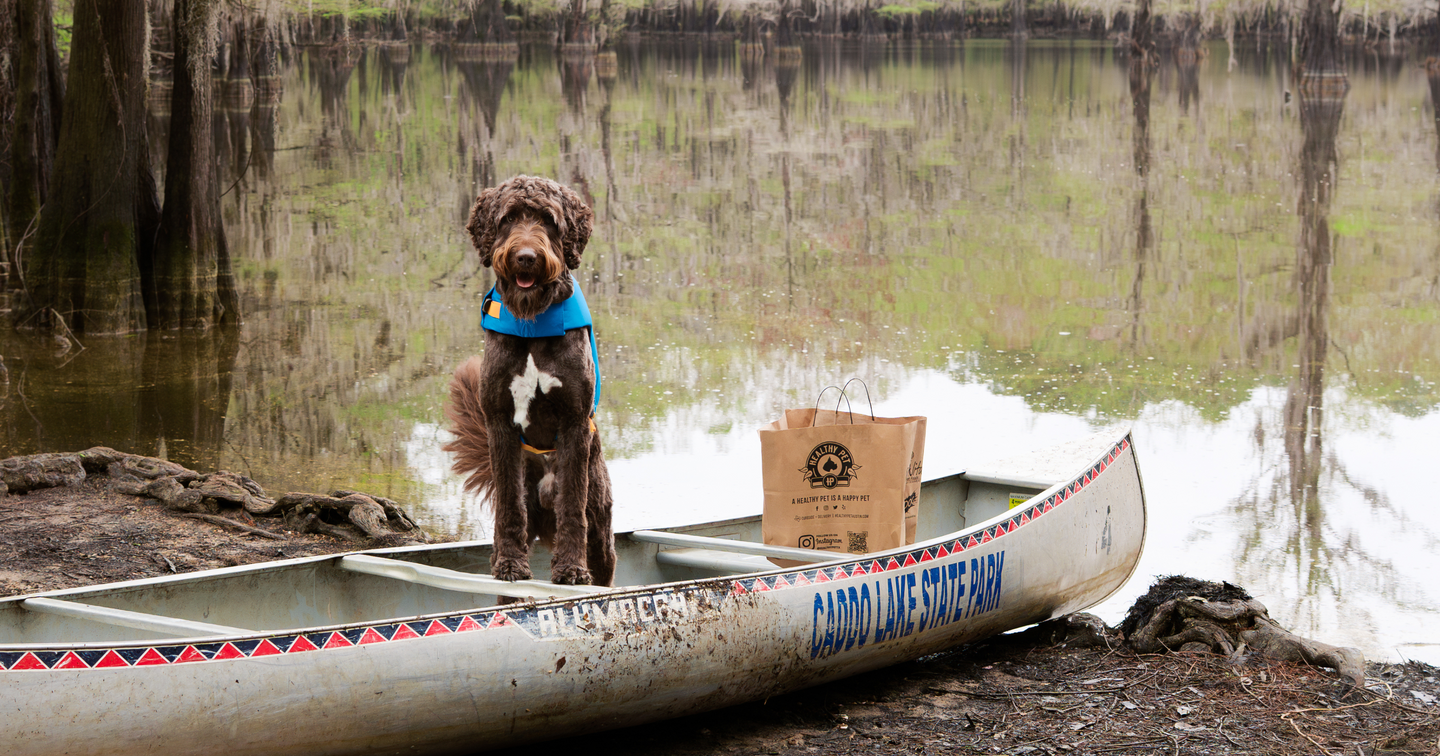 Beat the Heat: Summer Safety Tips for Austin Dogs