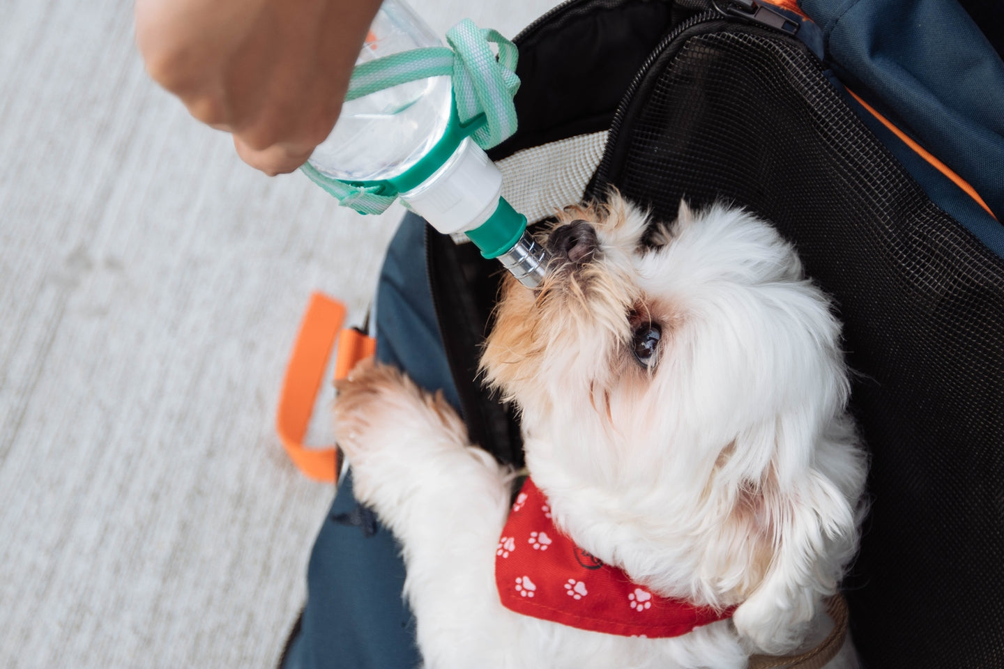 Pet Supplies Must-haves for New Dog Owners