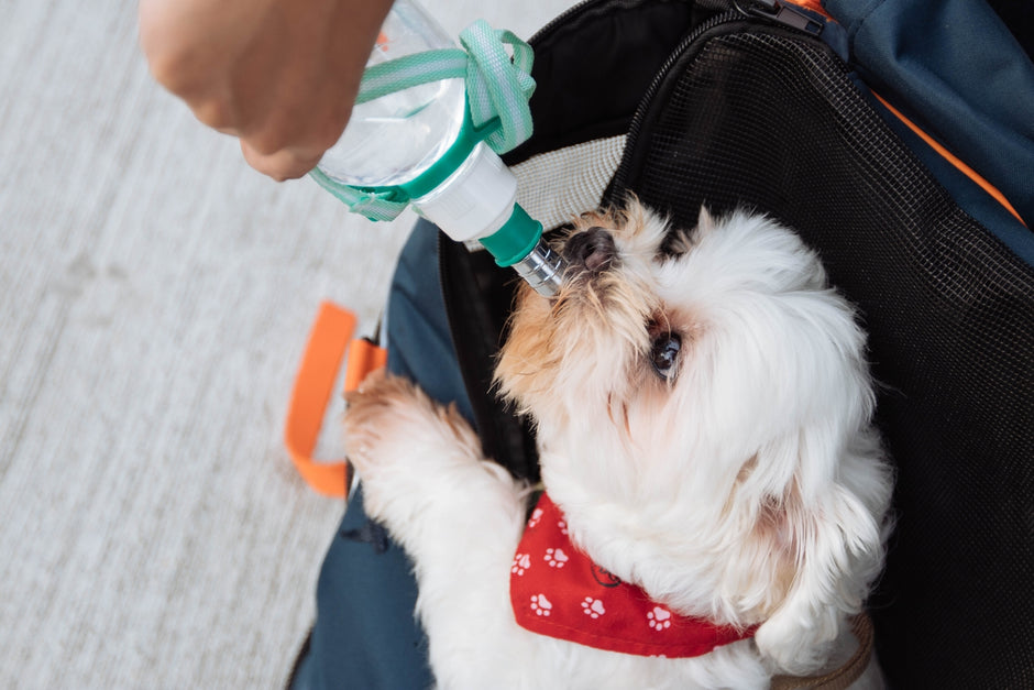 On The Go Pets | Healthy Pet Austin Texas