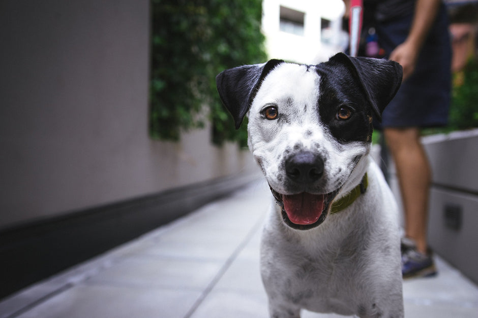 Dogs and Cats and Fleas: Oh My!