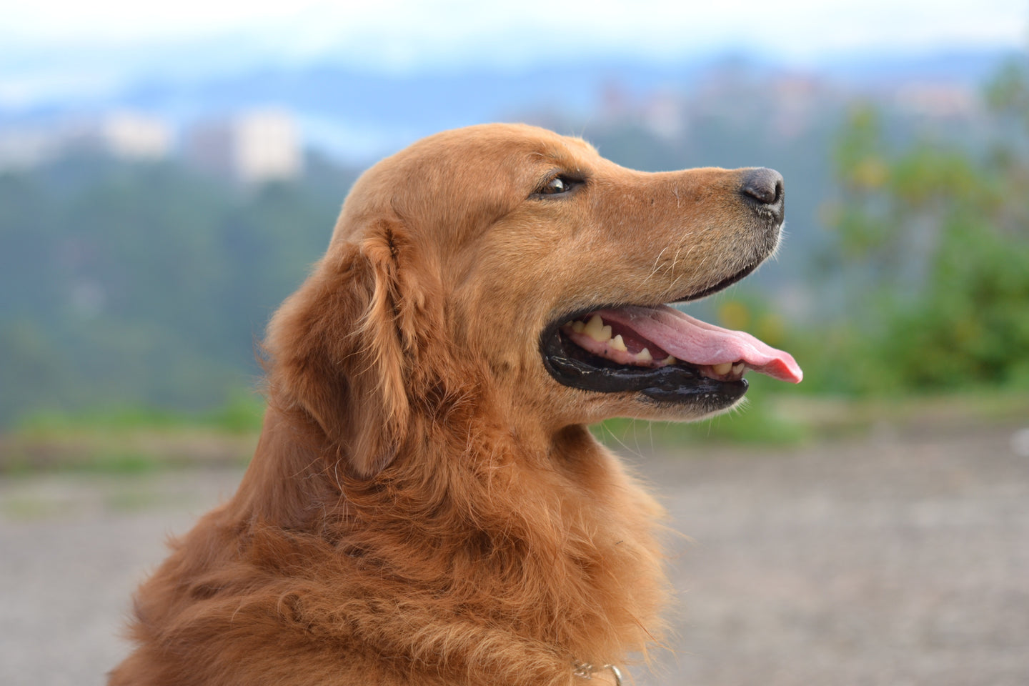 Good Dental Hygiene is a Must for Your Pet's Optimal Health: