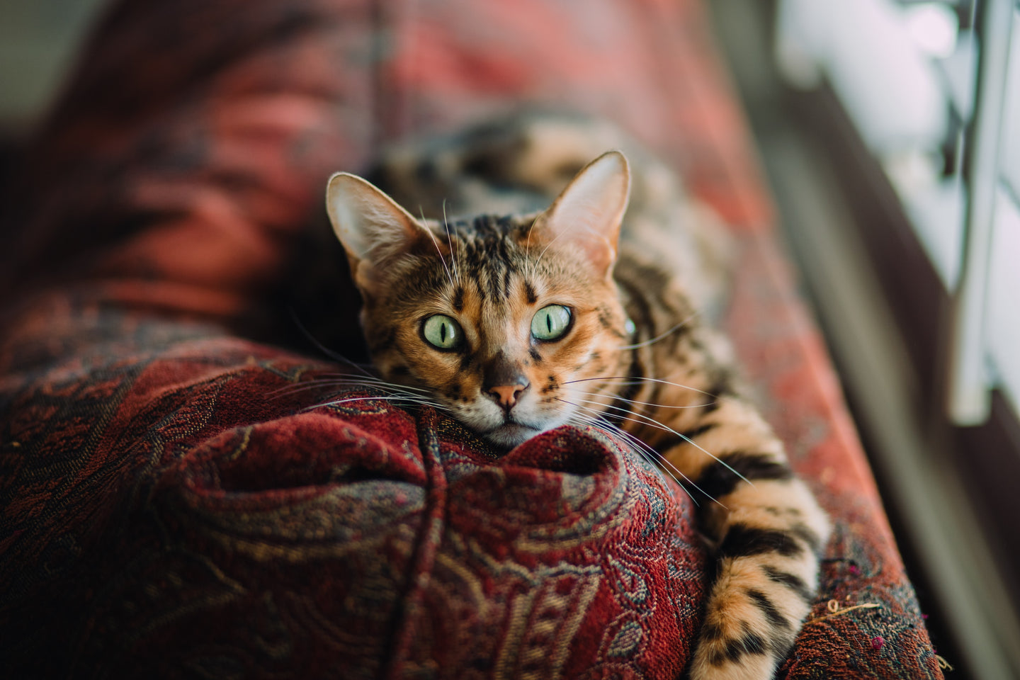 Tips for Making Your Cat Less Skittish