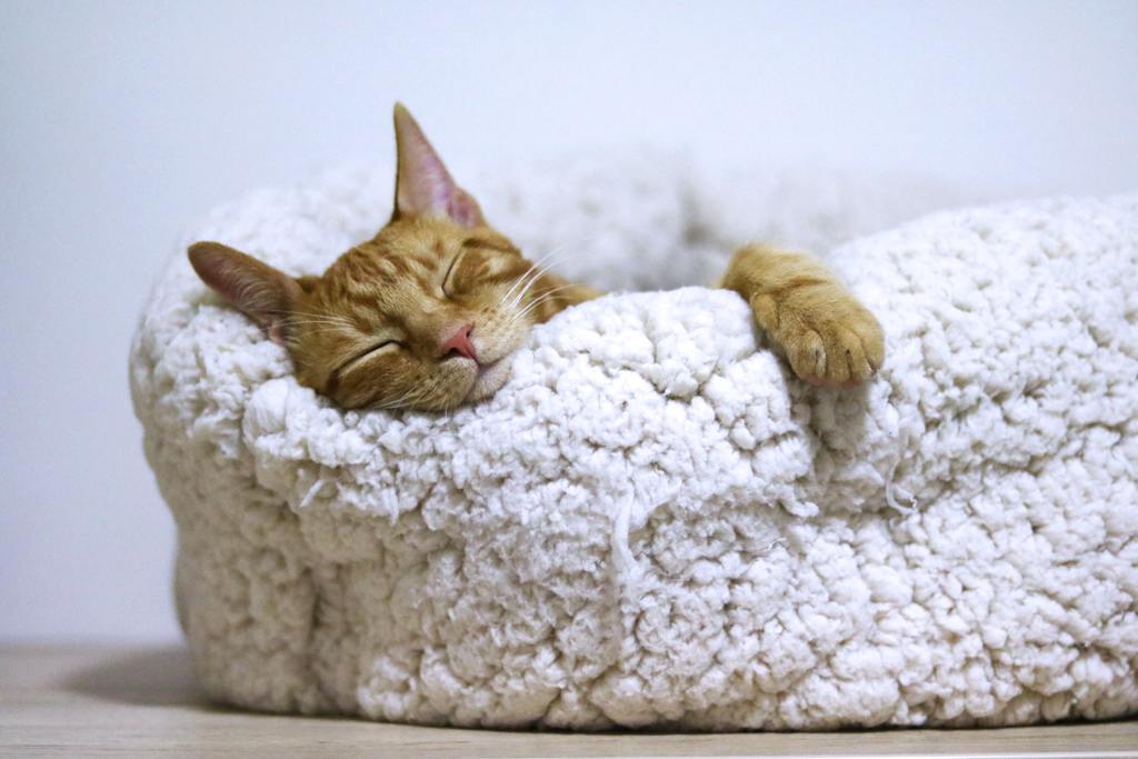 Top Cozy Cat Beds