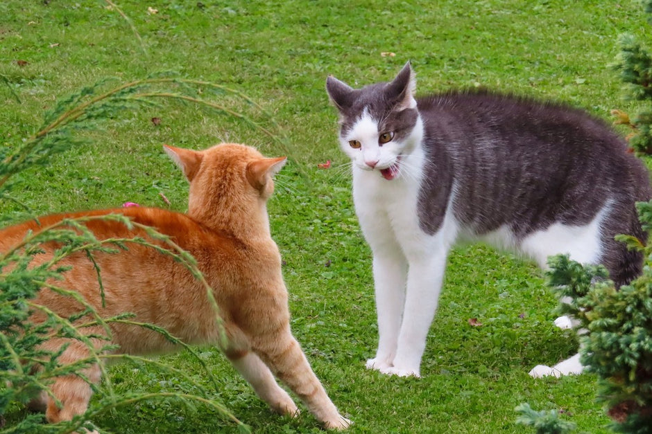 Tips for Dealing with Cat Aggression