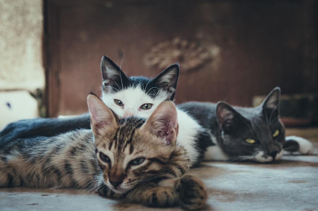 Managing Multi-Cat Households - Avoiding and Resolving Conflicts 4 Maintaining a Multi-Cat Household – Healthy Pet Austin