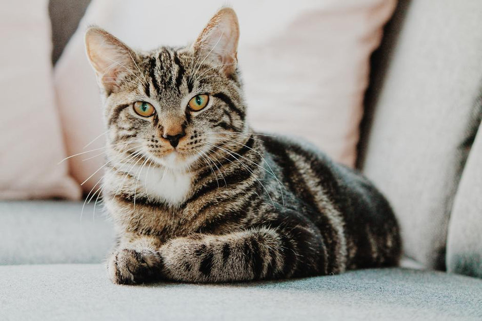 Decoding Your Pet’s Body Language