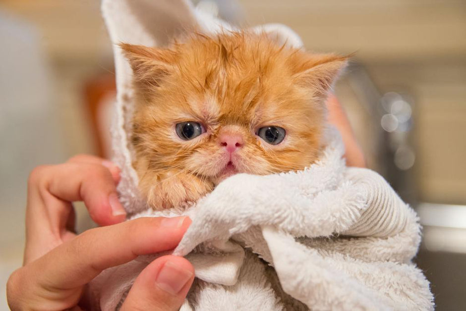 Best Cat Grooming Products