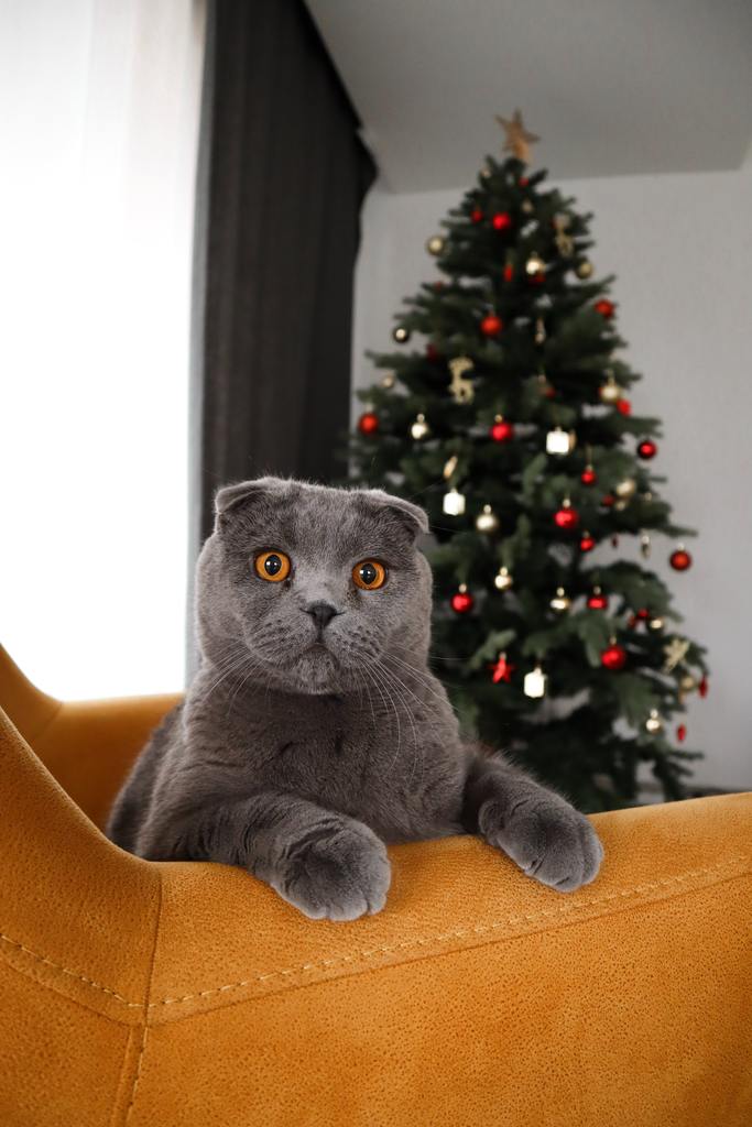Holiday Gift Picks for Cats