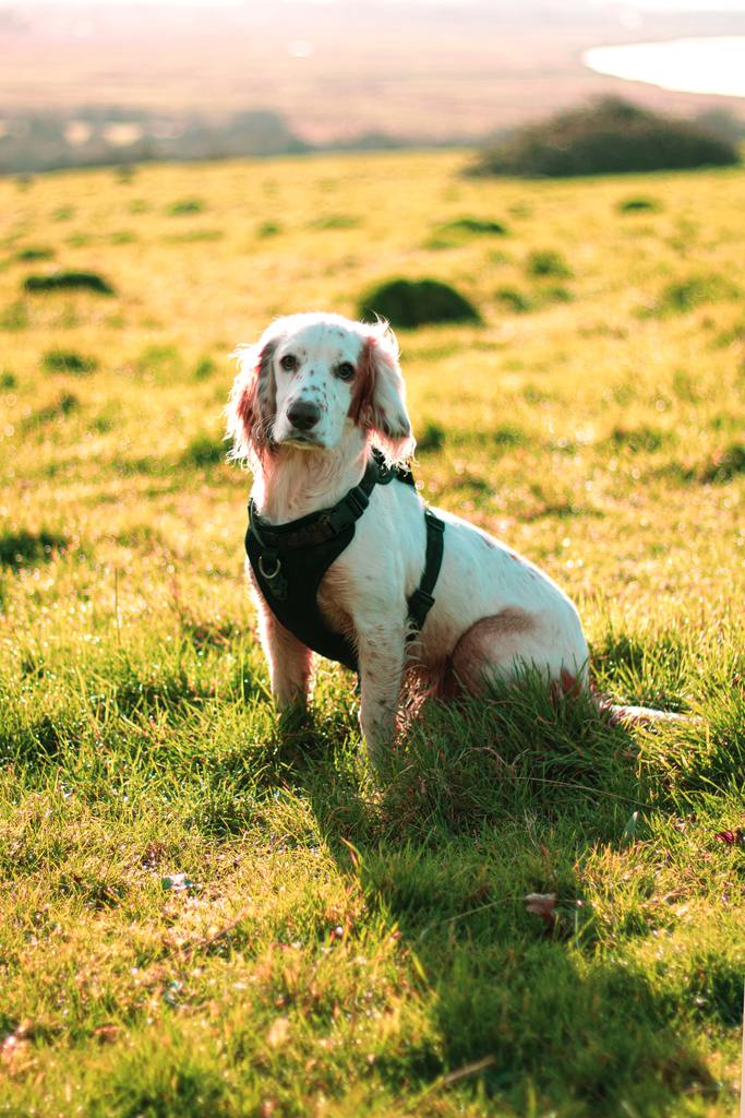 Spring Pet Safety