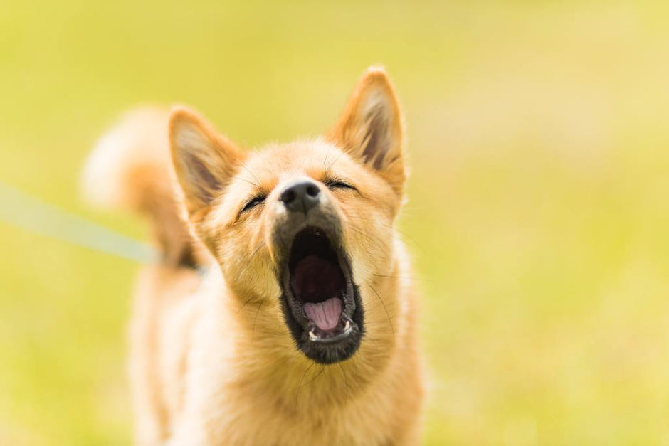 How to Stop Dog Barking