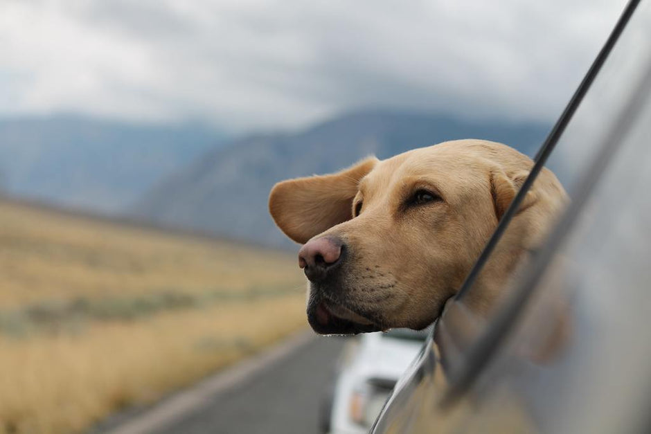 Traveling With Pets