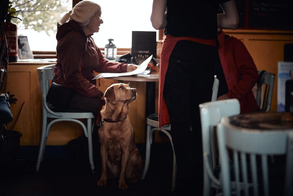 Dog-Friendly Restaurants in Austin