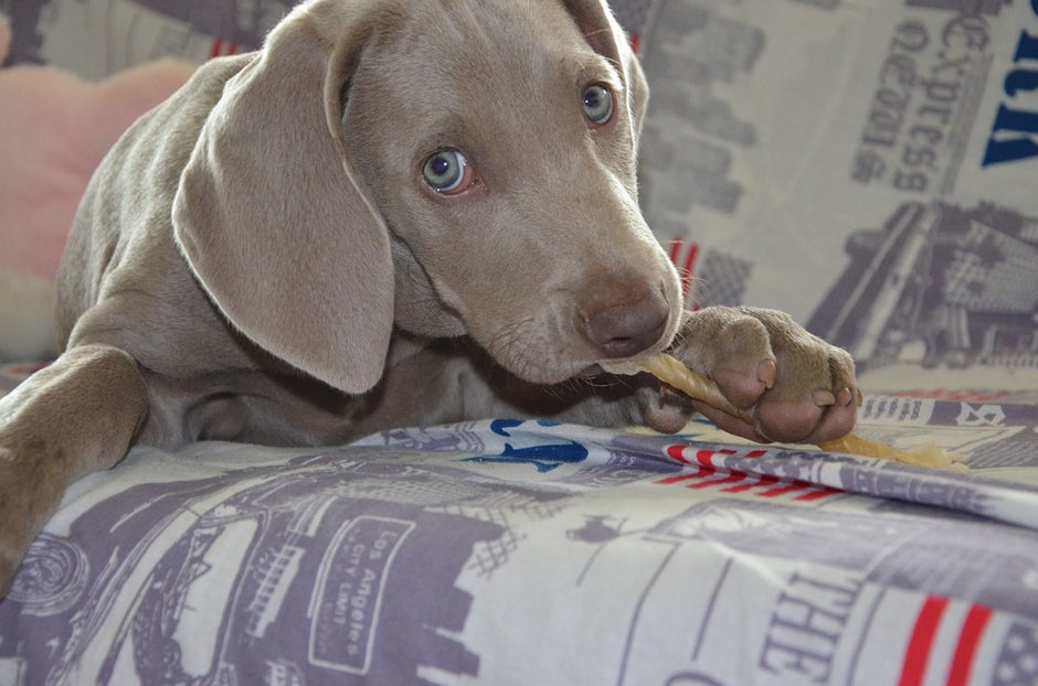 Learning the Difference Between Treats and Poisons for Your Pets