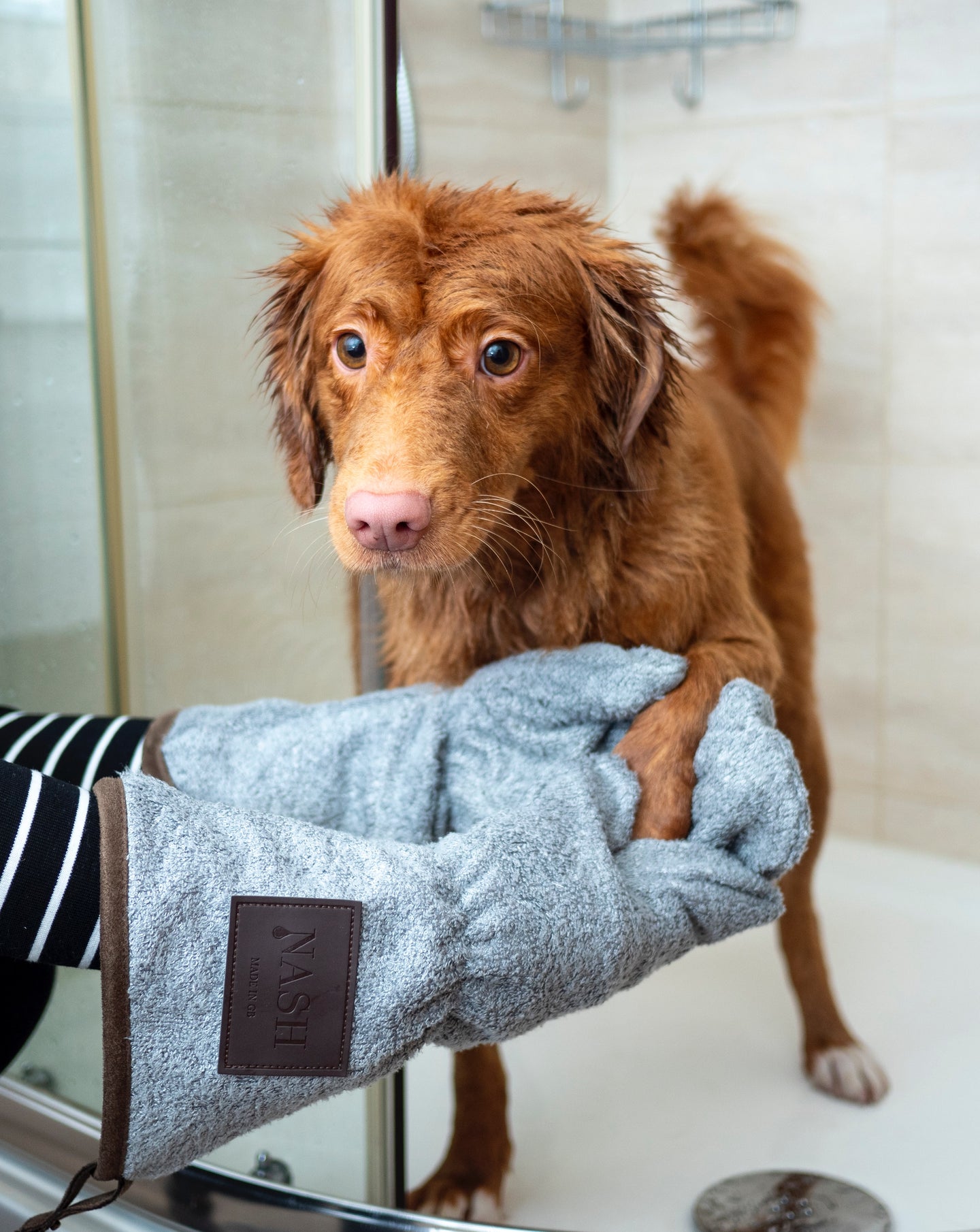 Keeping Your Dog Clean Between Baths