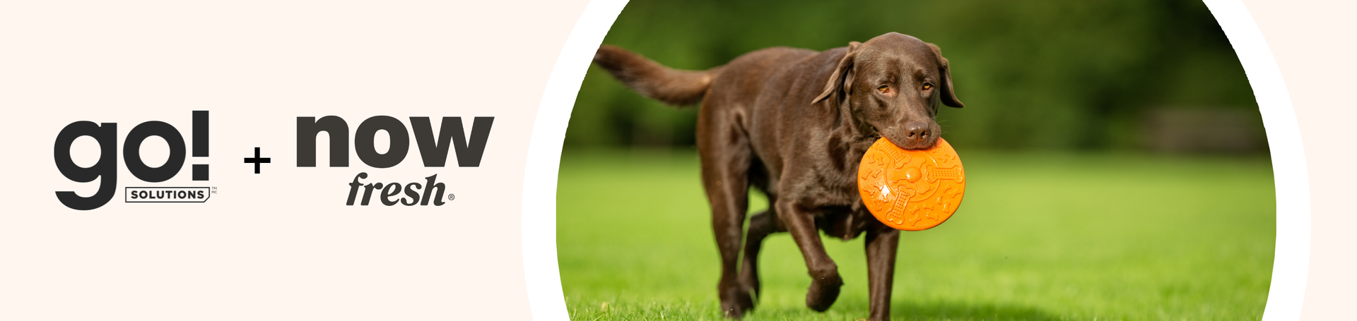 Go Solutions! & Now Fresh (December Sale)