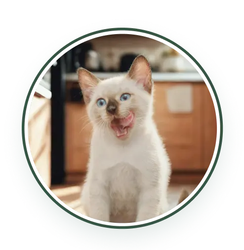 Cat Food