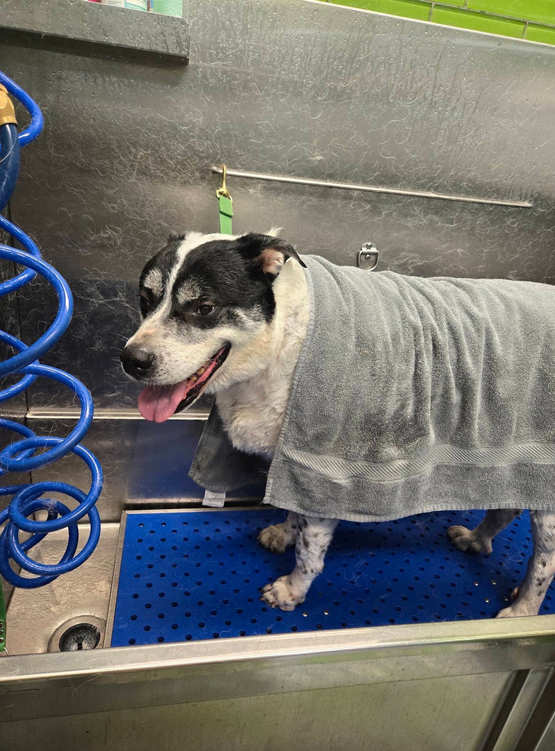 Zach C.