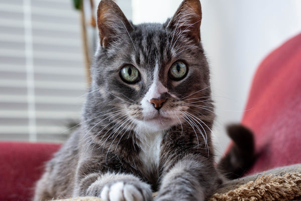 Pet Name