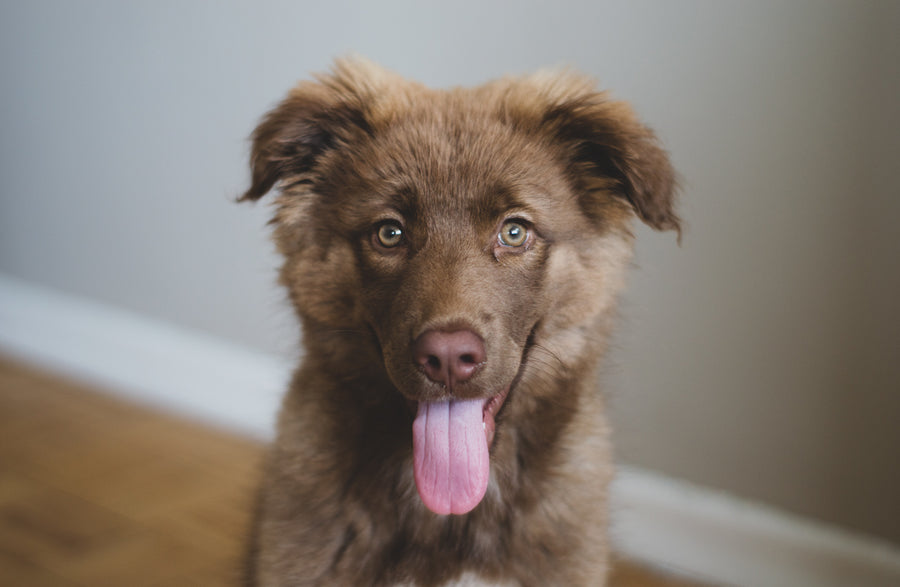 Healthy Pet charitable donations