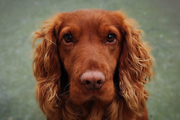 Pet Name