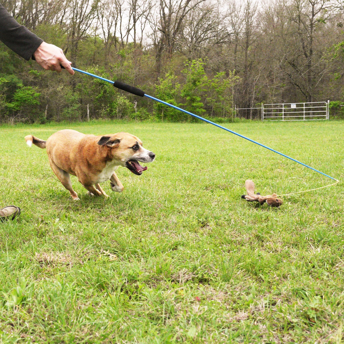 DigyPet Whimsy Stick Flirt Pole