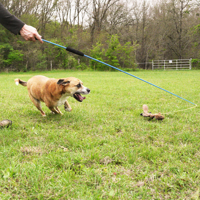 DigyPet Whimsy Stick Flirt Pole